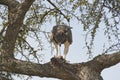 Martial Eagle Polemaetus bellicosus feeding in a tree Royalty Free Stock Photo