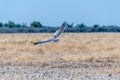 Martial eagle, Polemaetus bellicosus, flying in northern Namibia Royalty Free Stock Photo