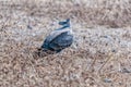Martial eagle, Polemaetus bellicosus, on the ground in northern Namibia Royalty Free Stock Photo
