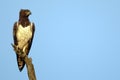 Martial Eagle (Polemaetus bellicosus) Royalty Free Stock Photo