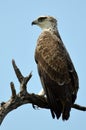 Martial Eagle (Polemaetus bellicosus) Royalty Free Stock Photo