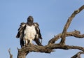 Martial Eagle. Royalty Free Stock Photo