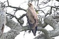 Martial Eagle in serengeti Royalty Free Stock Photo