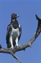 Martial Eagle (Polemaetus bellicosus) perching on branch Royalty Free Stock Photo