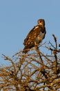 Martial eagle (Polemaetus bellicosus), young bird sitting on a tall tree. Royalty Free Stock Photo