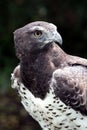 Martial Eagle Portrait Royalty Free Stock Photo