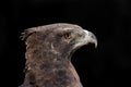 Martial eagle portrait Royalty Free Stock Photo