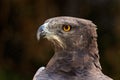 Martial eagle portrait Royalty Free Stock Photo