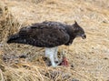 Martial eagle with prey Royalty Free Stock Photo