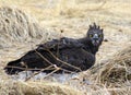 Martial eagle with prey in Namibia Royalty Free Stock Photo