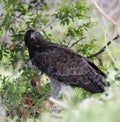 Martial Eagle Prey Royalty Free Stock Photo