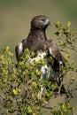 Martial eagle sits in bush turning right