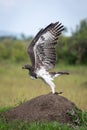 Martial eagle on termite mound takes off Royalty Free Stock Photo