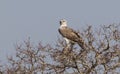 The martial eagle (Polemaetus bellicosus) is a large eagle native to sub-Saharan Africa.