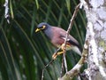 Martin sad is a species of bird in the family Sturnidae close to mynahs Royalty Free Stock Photo