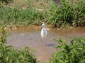 Martinet blanc - Garceta comÃÆÃÂºn - Egretta garzetta - Little Egret