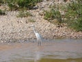 Martinet blanc - Garceta, Egretta garzetta - Little Egret