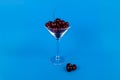 Martini glass full of sweet organic cherries cherry stems blue background