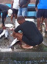 Antillean fishermen cleaning freshly caught fish at the local fish market. Cleaning Fish at the Local Market. Royalty Free Stock Photo