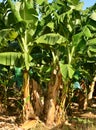 Martinique, banana plantation in Le Vauclin in West Indies