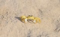 Martinique, crab on the beach of Sainte Anne in West Indies