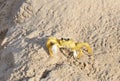 Martinique, crab on the beach of Sainte Anne in West Indies