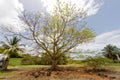 Martinique, FWI - Tree