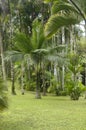 Martinique, garden of Balata Royalty Free Stock Photo
