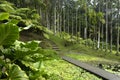 Martinique, garden of Balata Royalty Free Stock Photo