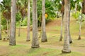 Martinique, picturesque Habitation Clement in Le Francois in West Indies