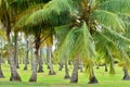 Martinique, picturesque park in the city of Sainte Anne in West Indies