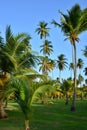 Martinique, picturesque park in the city of Sainte Anne in West Indies