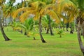 Martinique, picturesque park in the city of Sainte Anne in West Indies