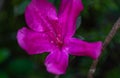 Martinique purple flower macro photography