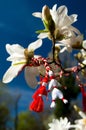 Martisor - Spring Holiday Royalty Free Stock Photo