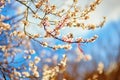 Martisor, symbol of the beginning of spring Royalty Free Stock Photo