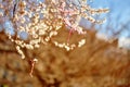 Martisor, symbol of the beginning of spring Royalty Free Stock Photo