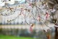 Martisor, symbol of spring