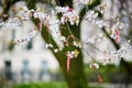 Martisors, symbols of beginning of spring Royalty Free Stock Photo