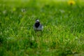 Martlet catching flies for food in summer meadow