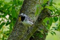 Martlet catching flies for food in summer meadow