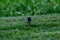 Martlet catching flies for food in summer meadow