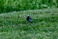 Martlet catching flies for food in summer meadow