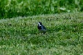 Martlet catching flies for food in summer meadow