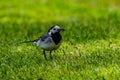 Martlet catching flies for food in summer meadow