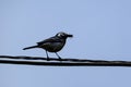 Martlet catching flies for food in summer meadow