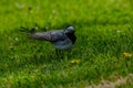 Martlet catching flies for food in summer meadow