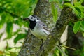 Martlet catching flies for food in summer meadow