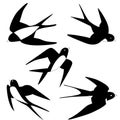 1323 martlet, martlet pictures, birds flying, vector illustration, isolate on a white background