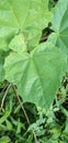 Martynia annua green leaf , use full tropical plant